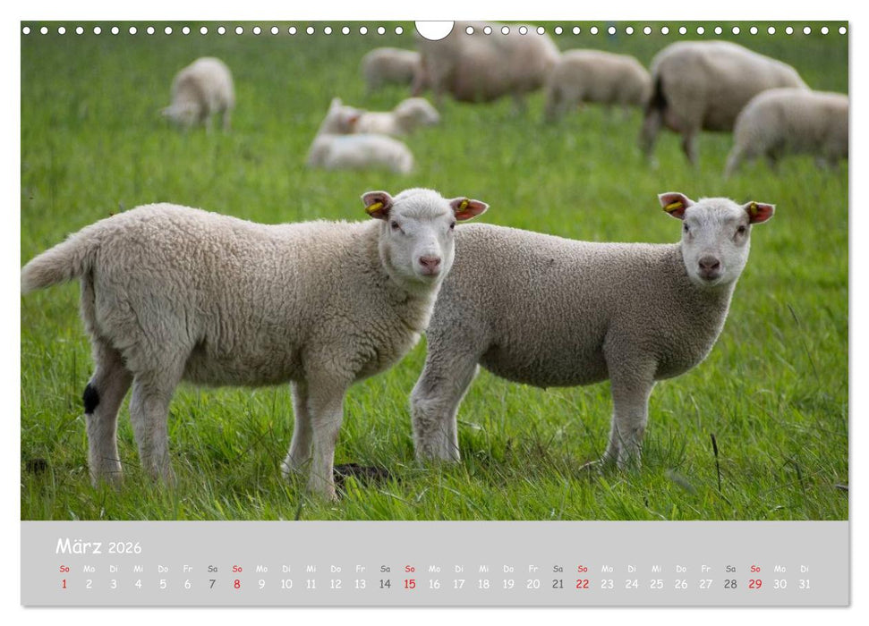Ganz schön Schaf (CALVENDO Wandkalender 2026)