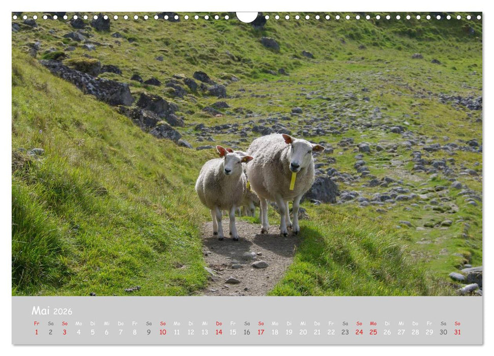 Ganz schön Schaf (CALVENDO Wandkalender 2026)