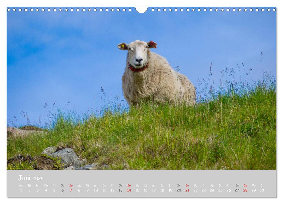 Ganz schön Schaf (CALVENDO Wandkalender 2026)