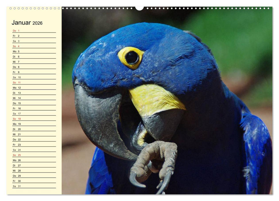 Brasilien. Faszinierend und groß wie ein Kontinent (CALVENDO Premium Wandkalender 2026)