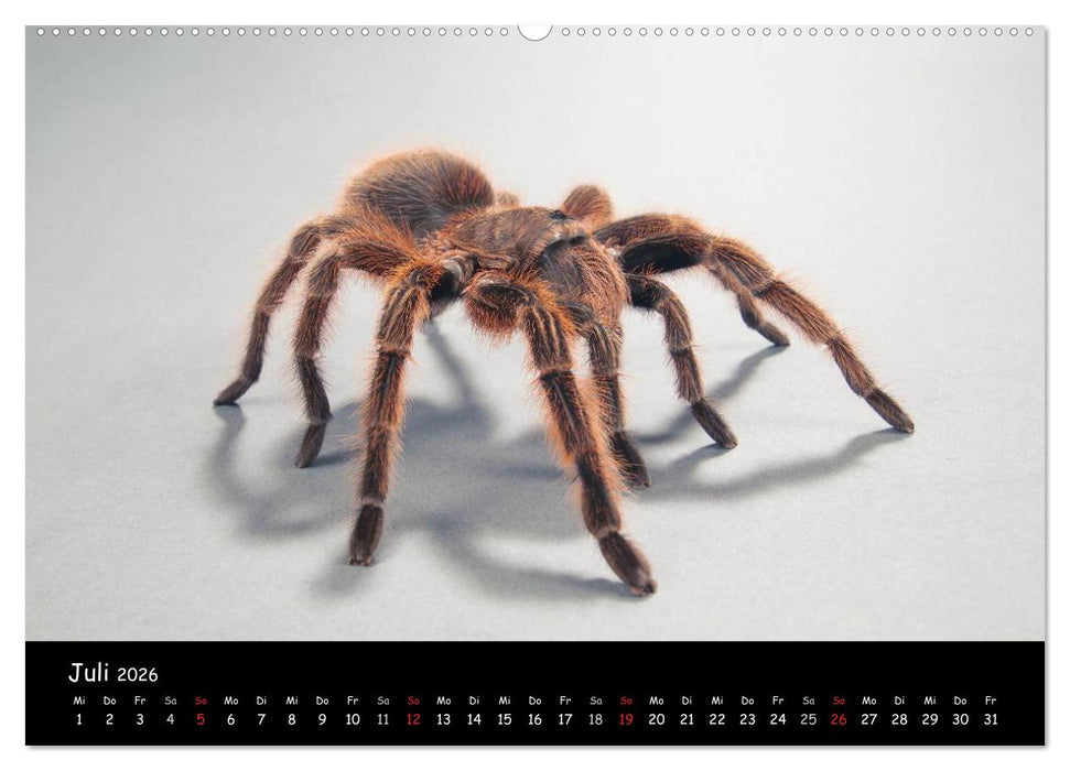 Mystische Vogelspinnen (CALVENDO Premium Wandkalender 2026)