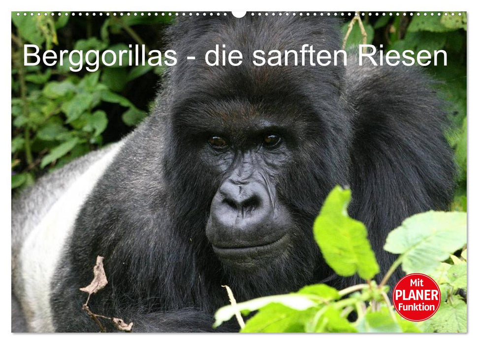 Berggorillas - die sanften Riesen (CALVENDO Wandkalender 2026)