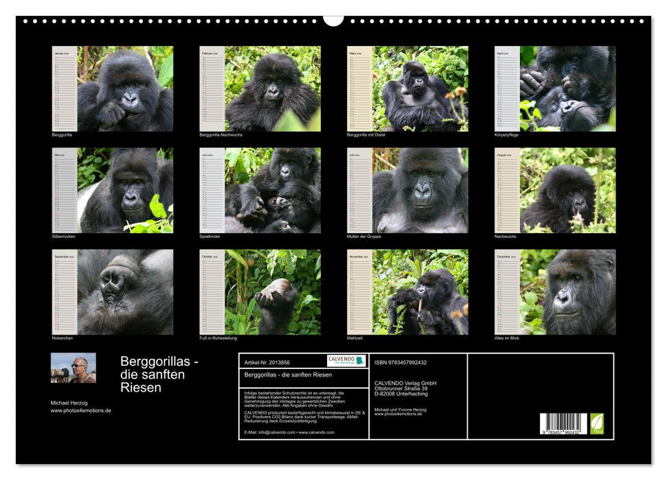 Berggorillas - die sanften Riesen (CALVENDO Wandkalender 2026)