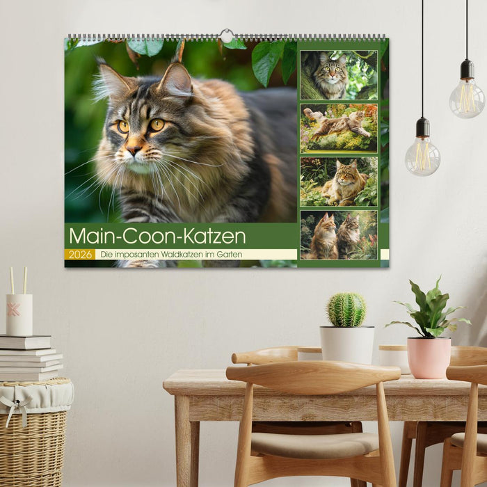 Main-Coon-Katzen. Die imposanten Waldkatzen im Garten (CALVENDO Wandkalender 2026)