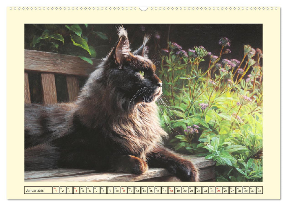 Main-Coon-Katzen. Die imposanten Waldkatzen im Garten (CALVENDO Wandkalender 2026)
