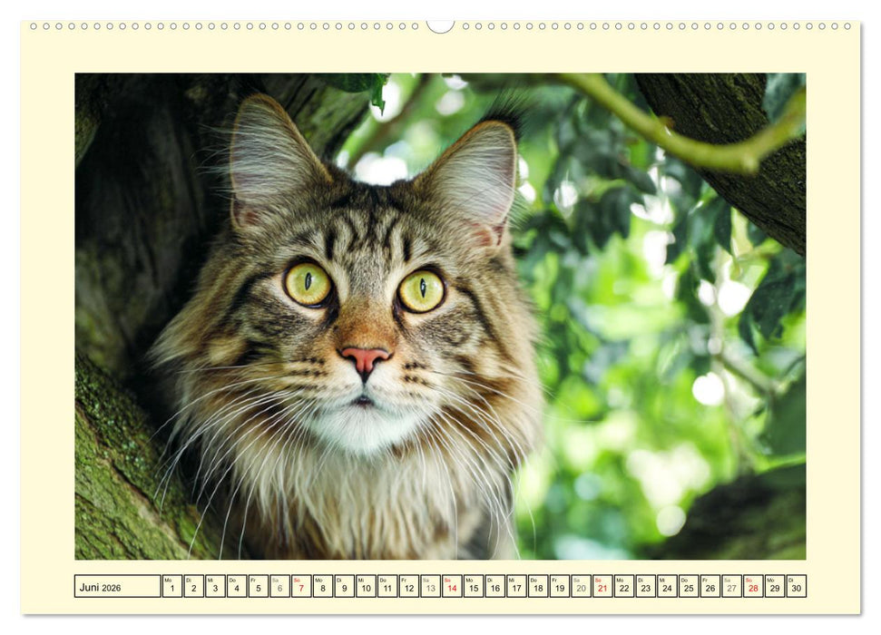 Main-Coon-Katzen. Die imposanten Waldkatzen im Garten (CALVENDO Wandkalender 2026)