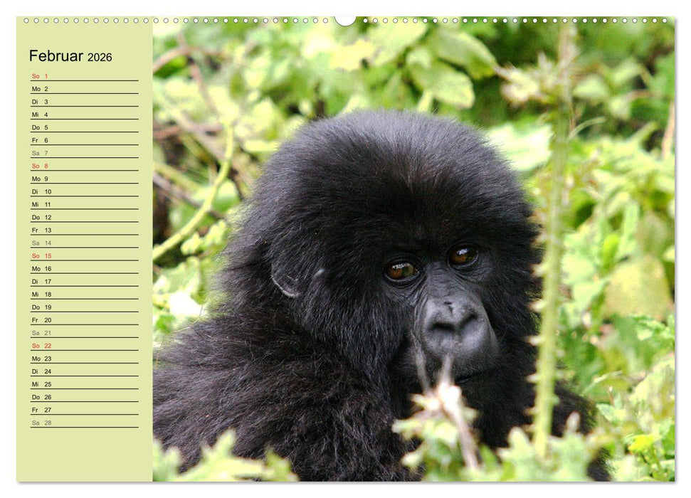 Affen in Afrika (CALVENDO Wandkalender 2026)