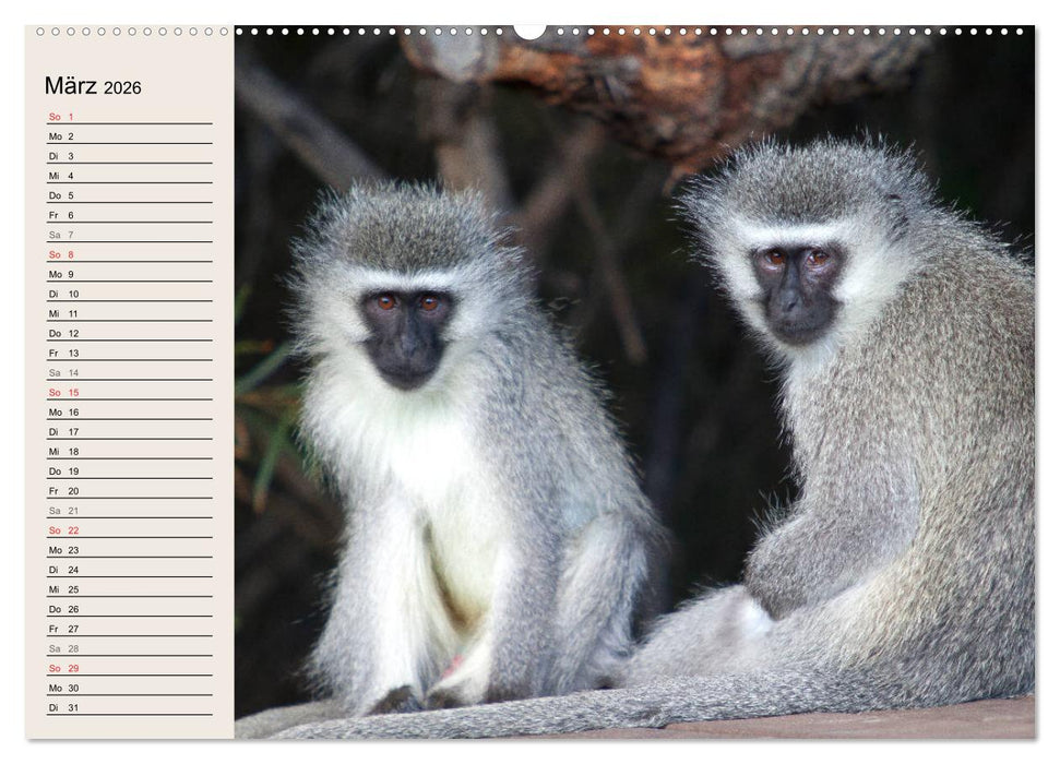 Affen in Afrika (CALVENDO Wandkalender 2026)