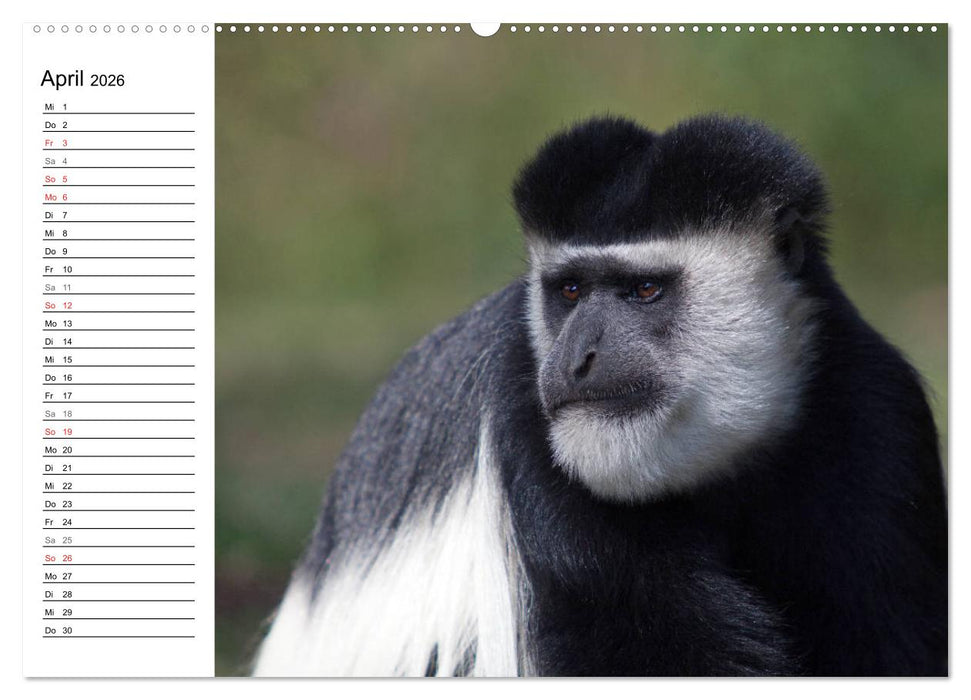 Affen in Afrika (CALVENDO Wandkalender 2026)