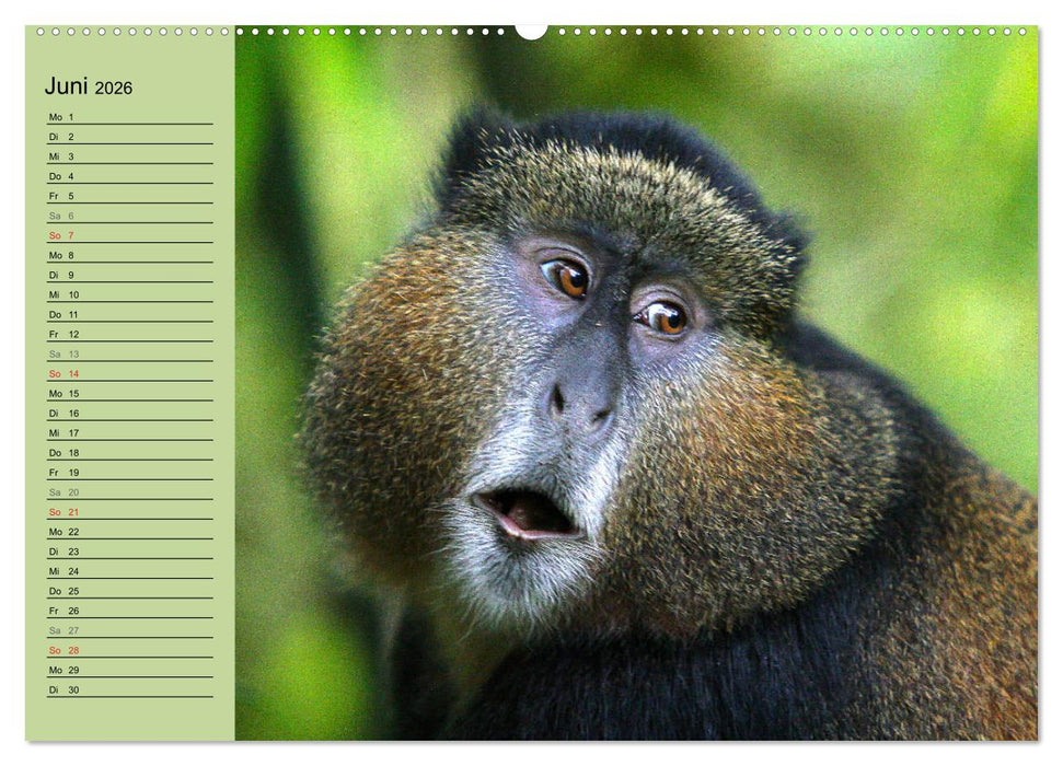 Affen in Afrika (CALVENDO Wandkalender 2026)