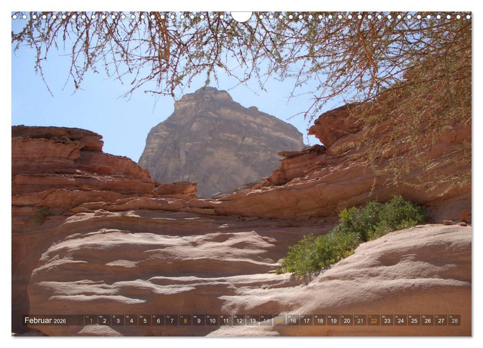 Impressionen Kameltrekking Sinai 2026 (CALVENDO Wandkalender 2026)
