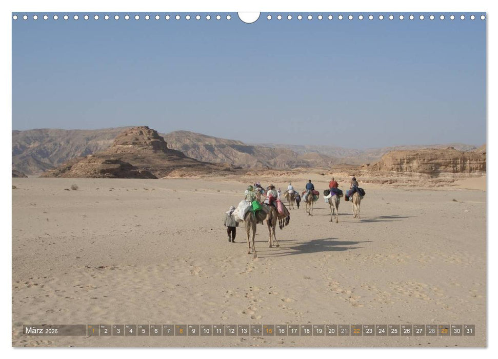 Impressionen Kameltrekking Sinai 2026 (CALVENDO Wandkalender 2026)