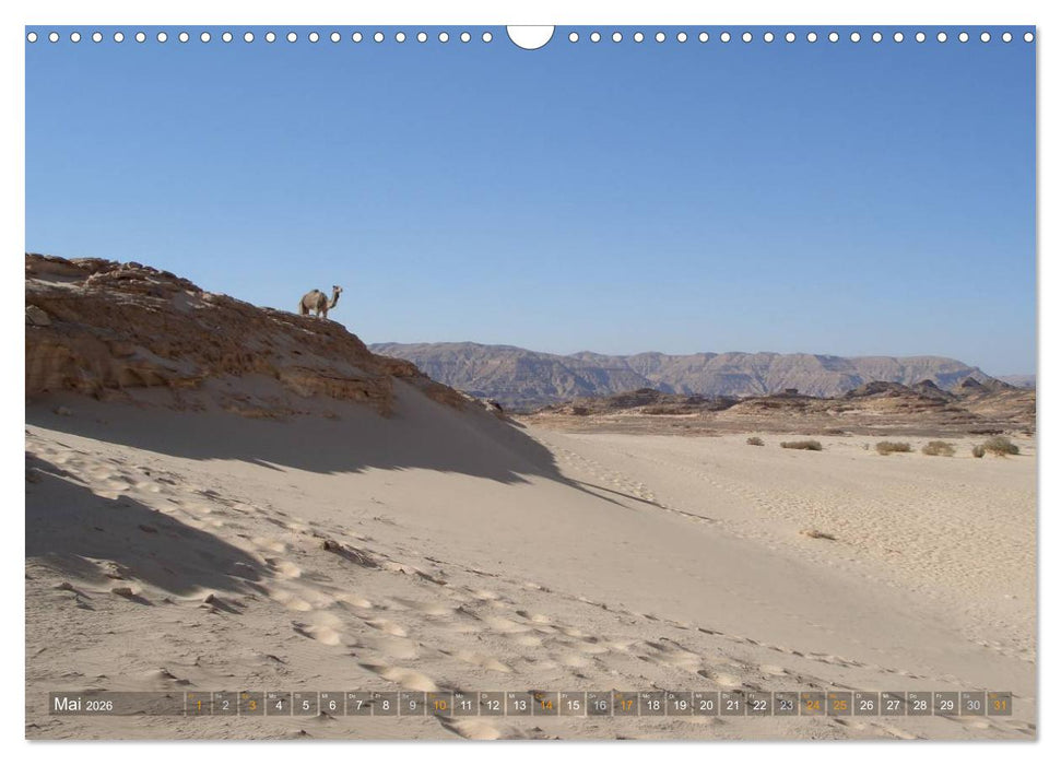 Impressionen Kameltrekking Sinai 2026 (CALVENDO Wandkalender 2026)