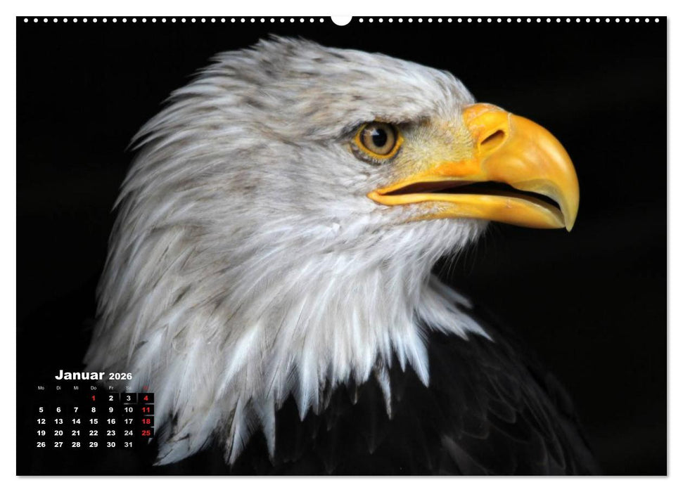 Greifvögel, Eulen und Käuze (CALVENDO Premium Wandkalender 2026)