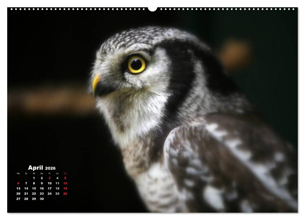 Greifvögel, Eulen und Käuze (CALVENDO Premium Wandkalender 2026)