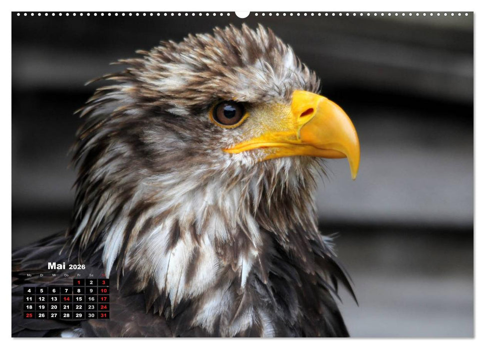 Greifvögel, Eulen und Käuze (CALVENDO Premium Wandkalender 2026)
