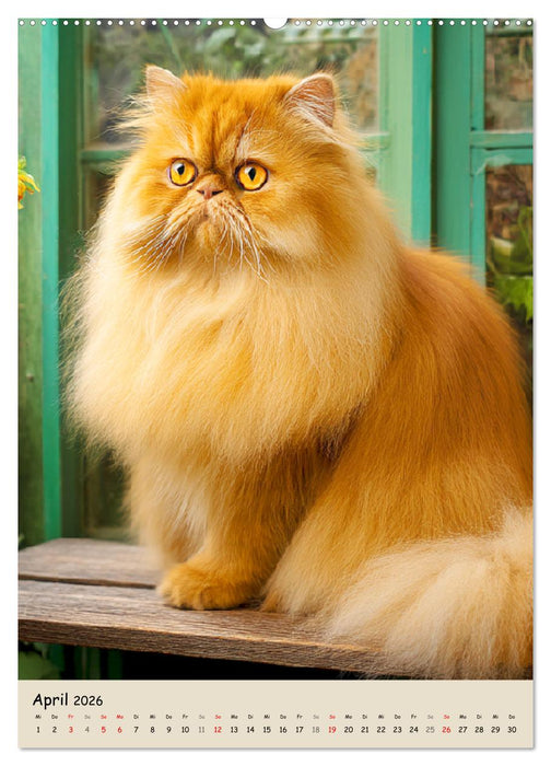 Perserkatzen. Zauberhafte Langhaar-Divas in Szene gesetzt (CALVENDO Premium Wandkalender 2026)