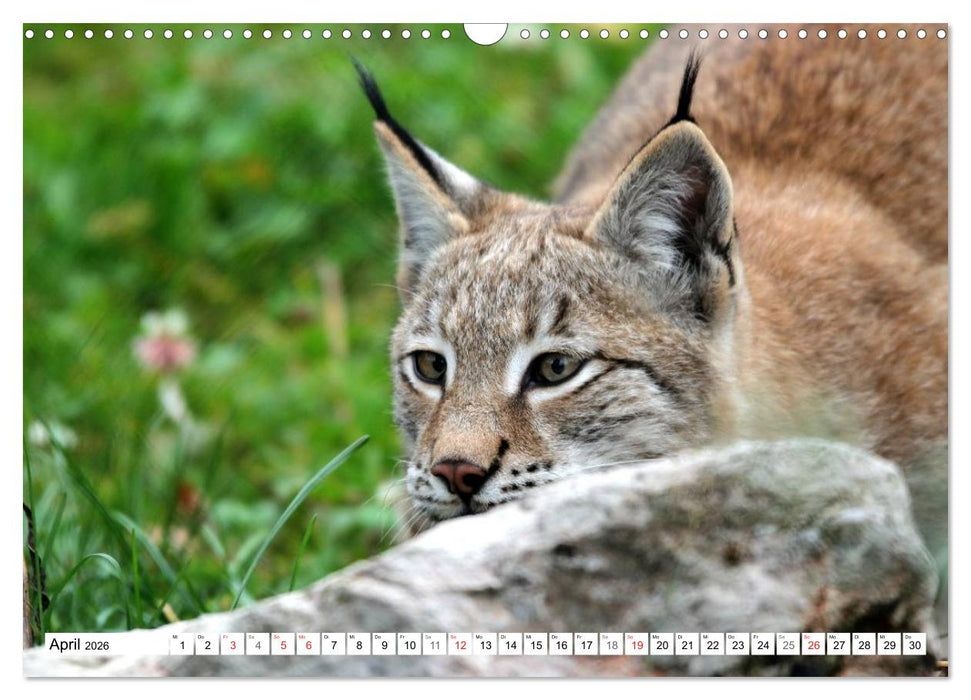 Der Luchs - Der Jäger auf leisen Pfoten (CALVENDO Wandkalender 2026)