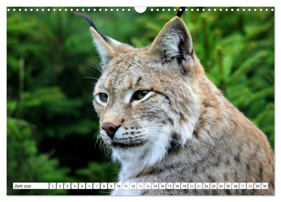Der Luchs - Der Jäger auf leisen Pfoten (CALVENDO Wandkalender 2026)