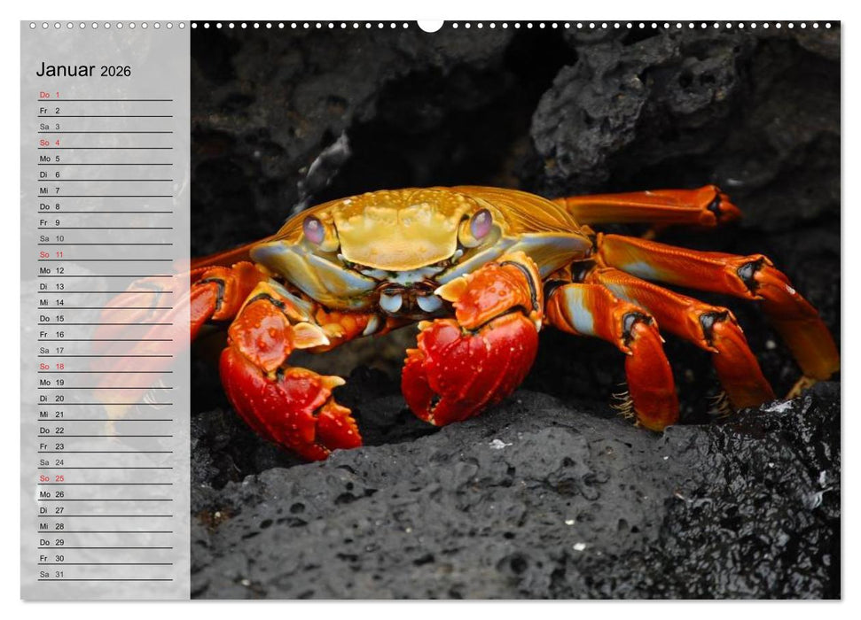 Krabben. Witzige Monster (CALVENDO Wandkalender 2026)