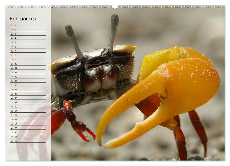 Krabben. Witzige Monster (CALVENDO Wandkalender 2026)