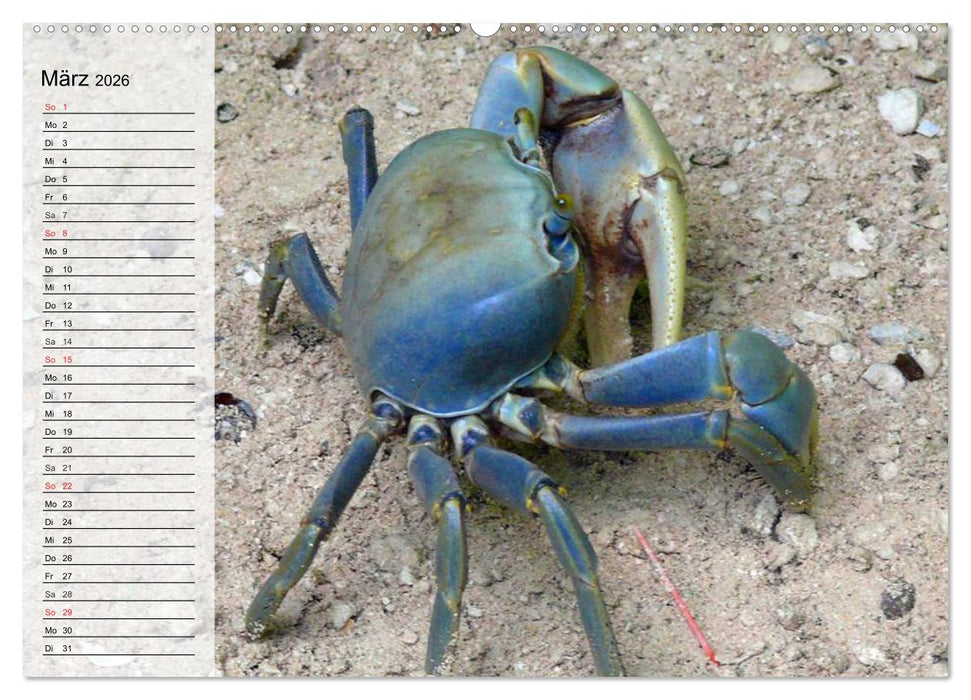 Krabben. Witzige Monster (CALVENDO Wandkalender 2026)