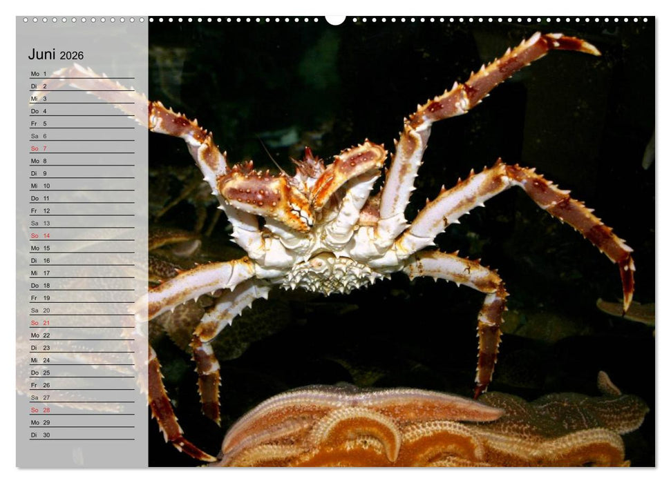 Krabben. Witzige Monster (CALVENDO Wandkalender 2026)