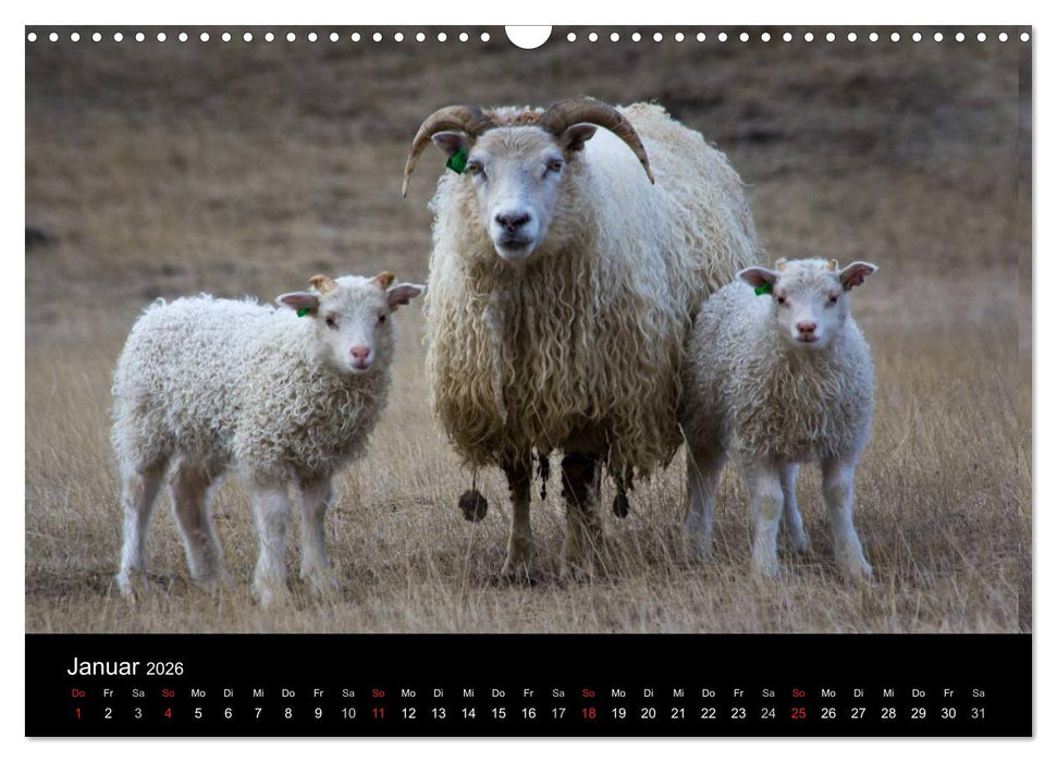 Eindrücklich Island 2026 (CALVENDO Wandkalender 2026)