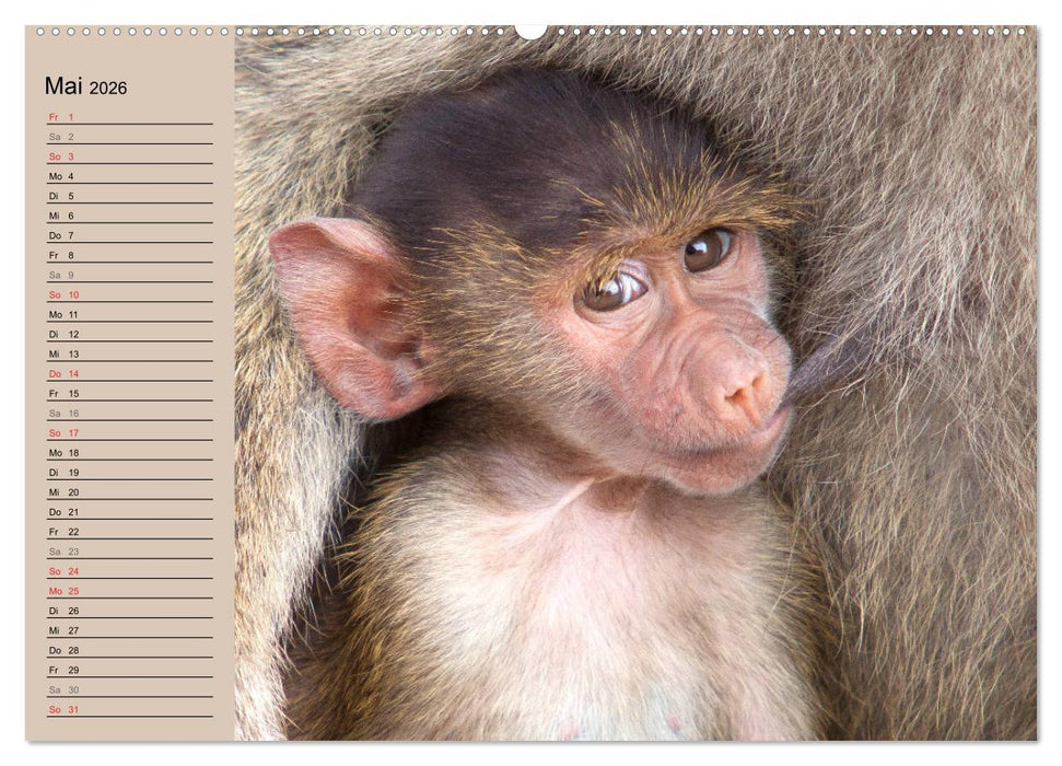 Affen in Afrika (CALVENDO Premium Wandkalender 2026)