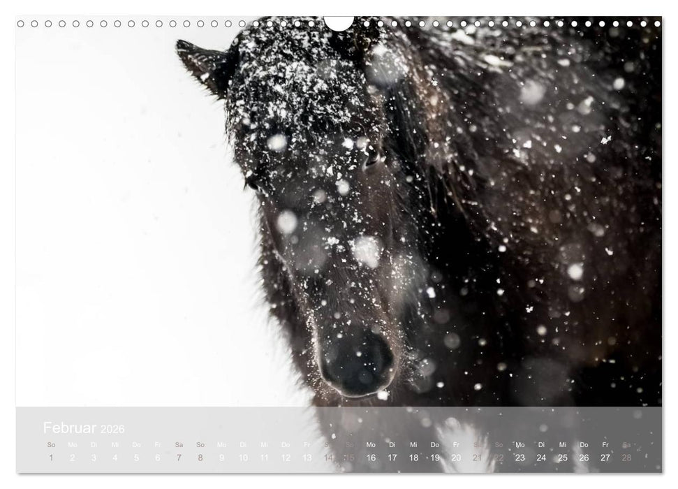 Islandpferde - Stolz und Stark durch Sommer und Winter (CALVENDO Wandkalender 2026)