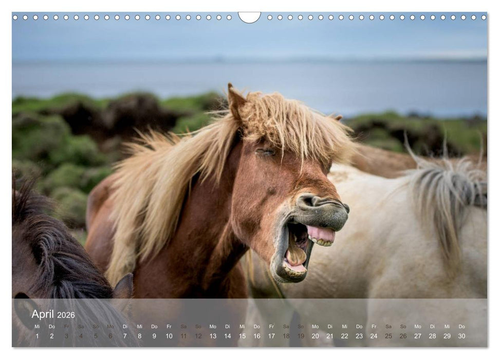 Islandpferde - Stolz und Stark durch Sommer und Winter (CALVENDO Wandkalender 2026)