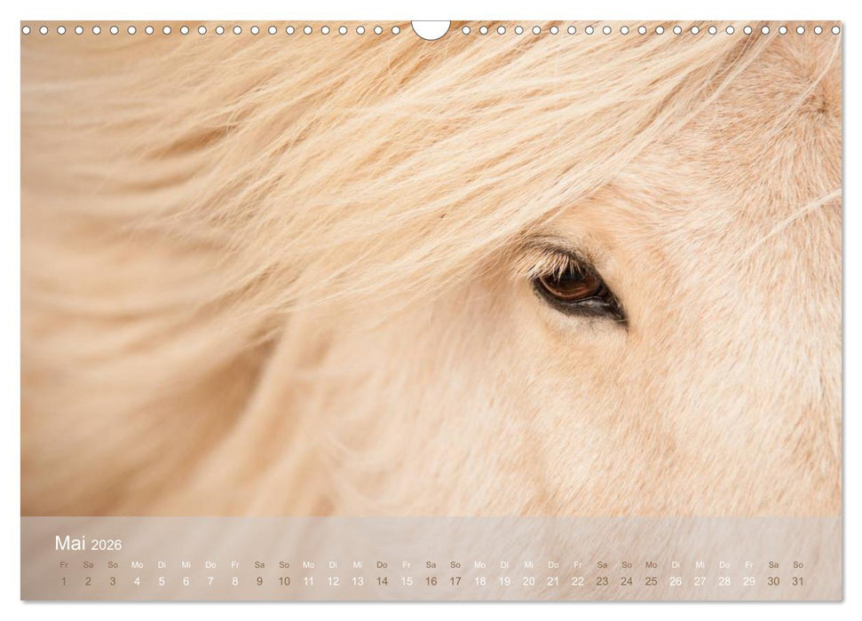 Islandpferde - Stolz und Stark durch Sommer und Winter (CALVENDO Wandkalender 2026)