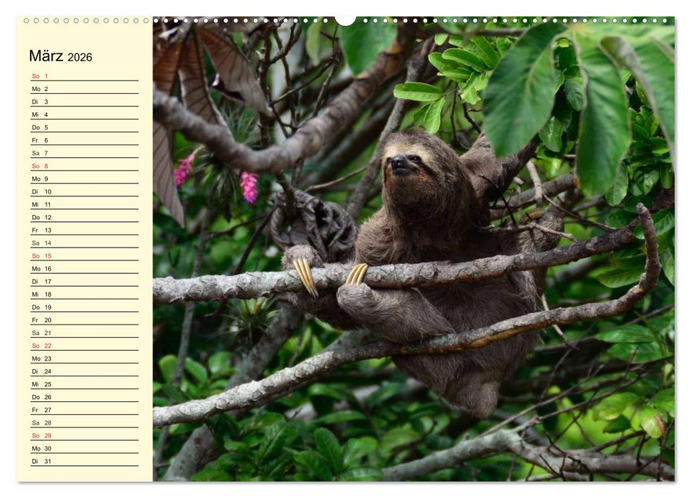 Brasilien. Faszinierend und groß wie ein Kontinent (CALVENDO Wandkalender 2026)