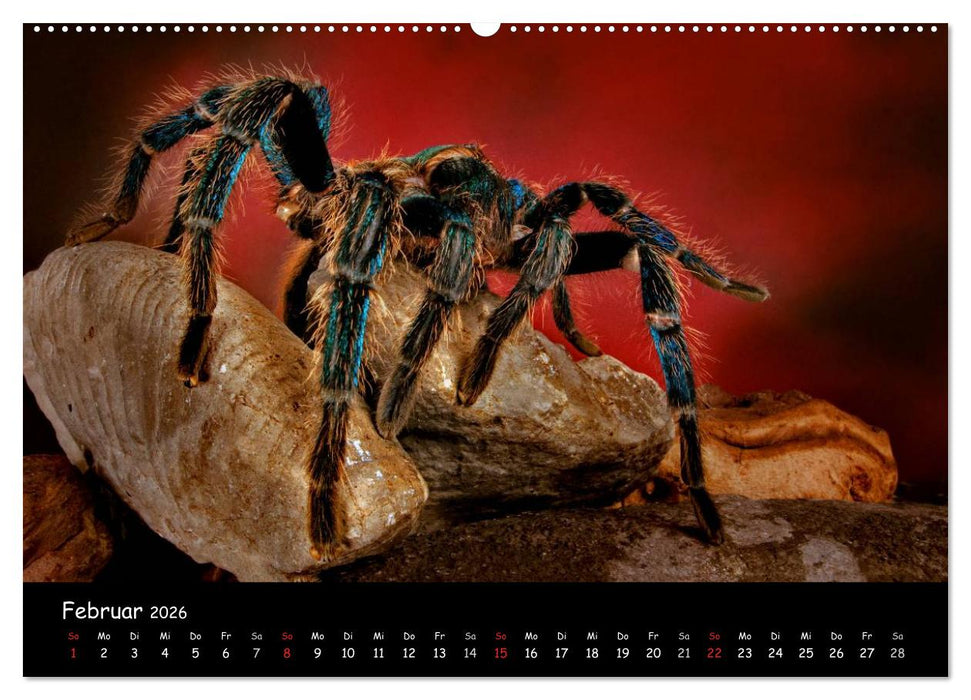 Mystische Vogelspinnen (CALVENDO Wandkalender 2026)