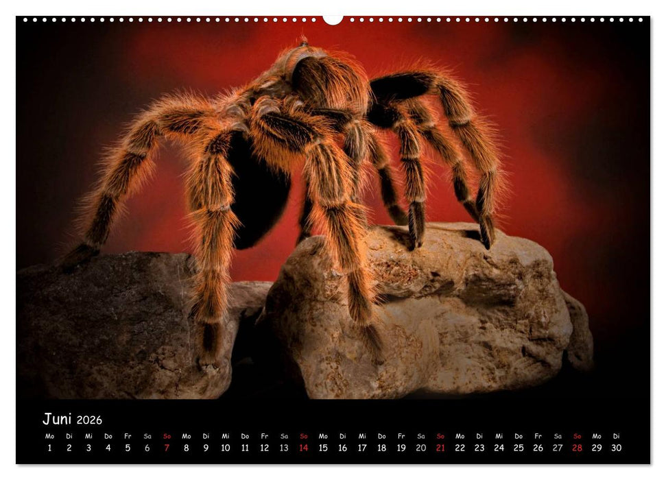 Mystische Vogelspinnen (CALVENDO Wandkalender 2026)