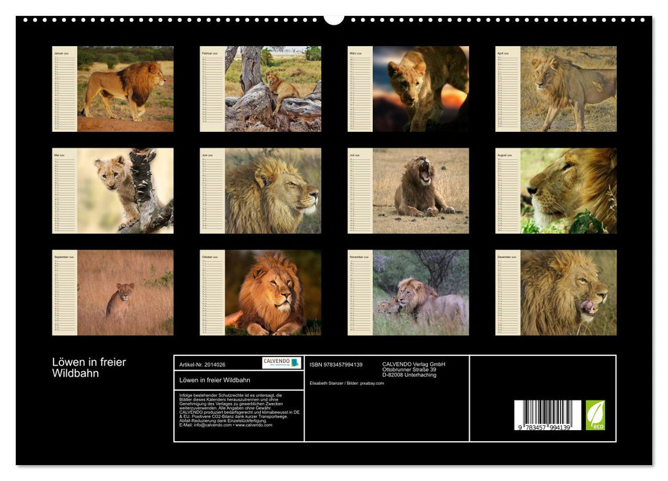 Löwen in freier Wildbahn (CALVENDO Premium Wandkalender 2026)