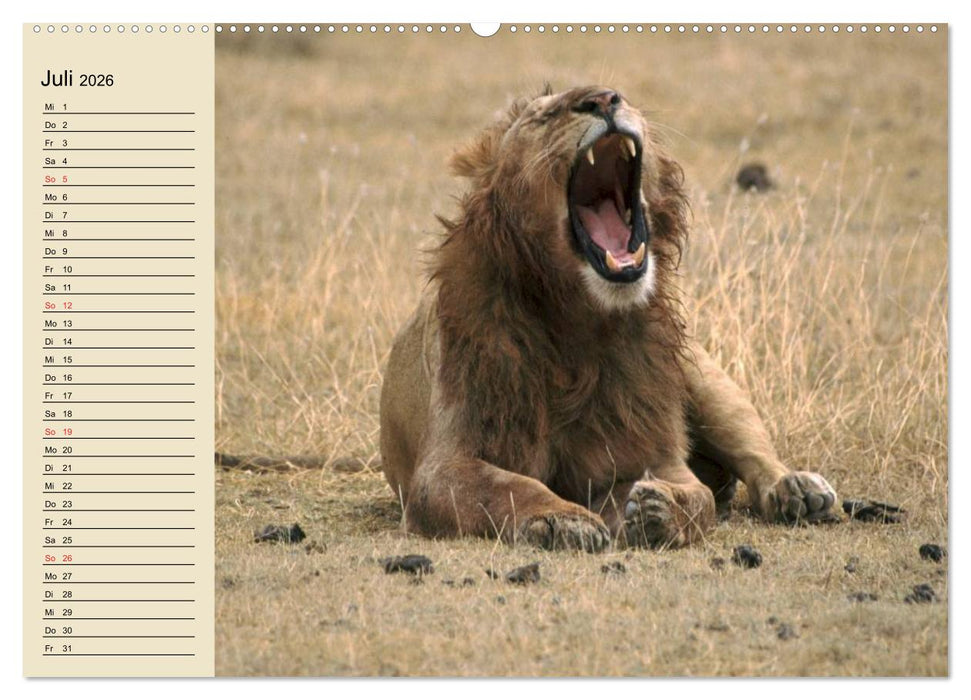 Löwen in freier Wildbahn (CALVENDO Premium Wandkalender 2026)