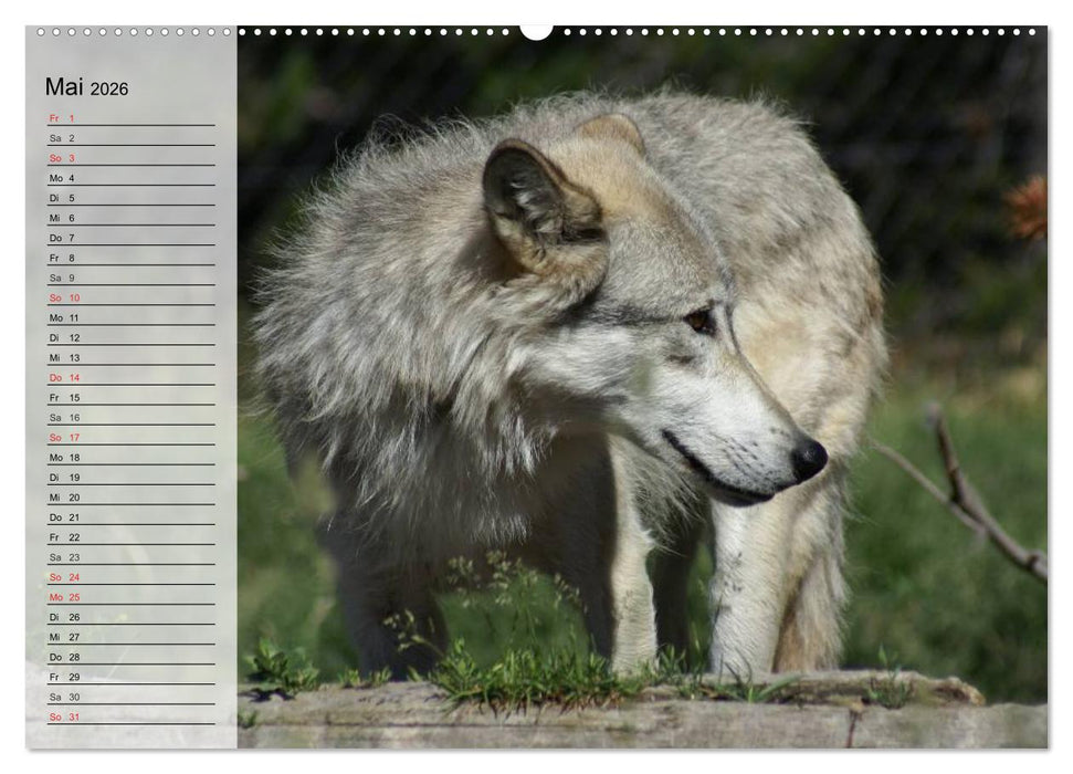 Wölfe. Graue Eminenzen (CALVENDO Premium Wandkalender 2026)