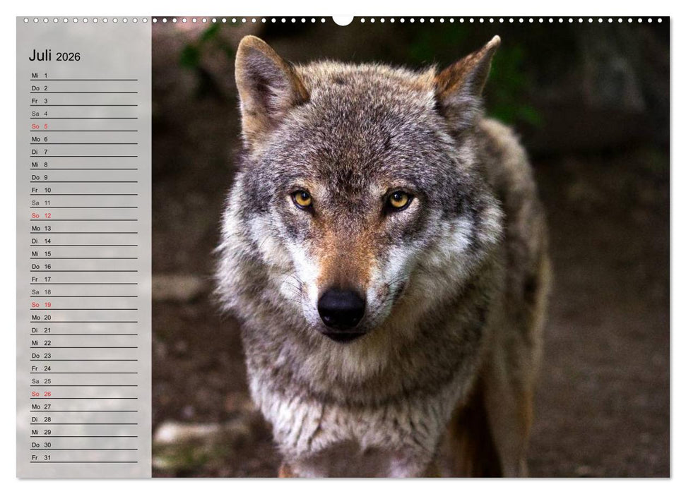Wölfe. Graue Eminenzen (CALVENDO Premium Wandkalender 2026)