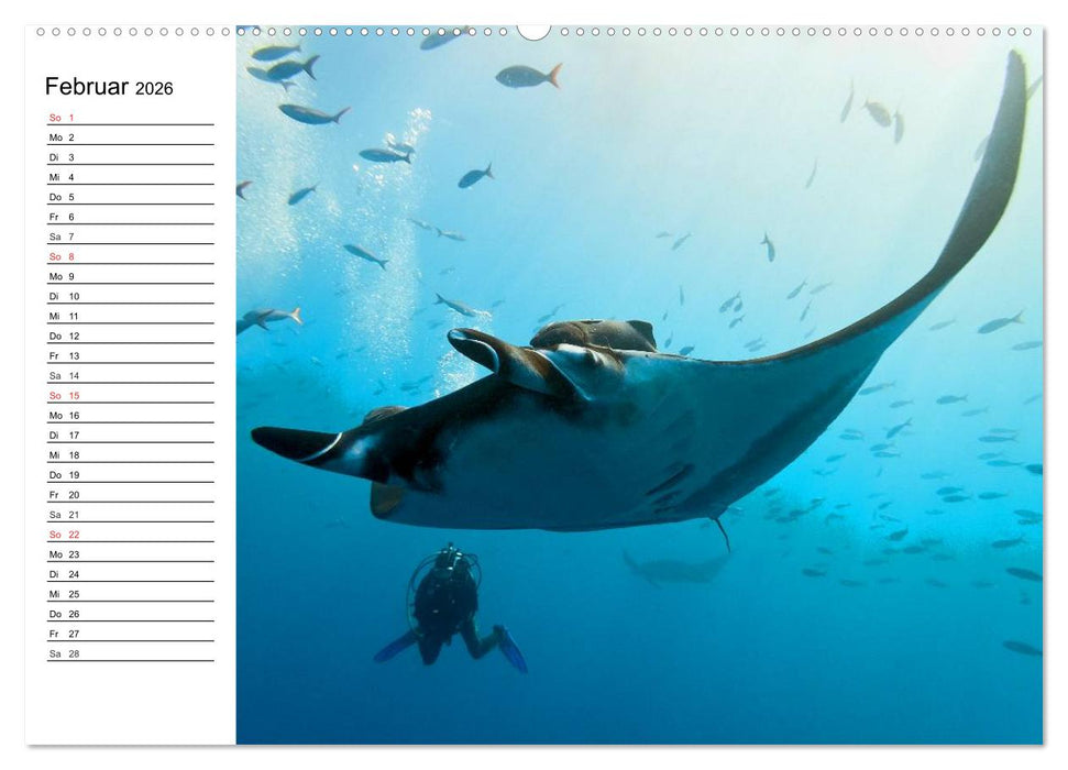 Faszination Tauchen. Neptuns Reich (CALVENDO Premium Wandkalender 2026)