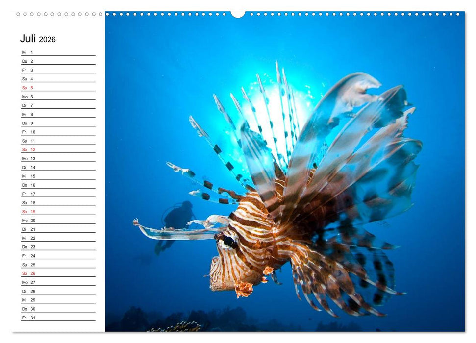 Faszination Tauchen. Neptuns Reich (CALVENDO Premium Wandkalender 2026)