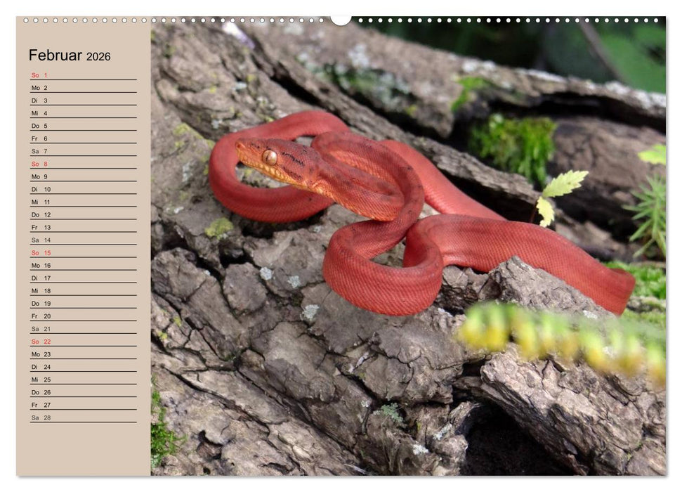 Schlangen (CALVENDO Premium Wandkalender 2026)