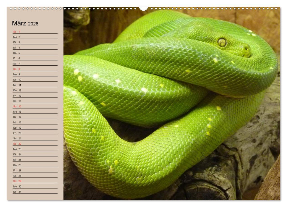 Schlangen (CALVENDO Premium Wandkalender 2026)