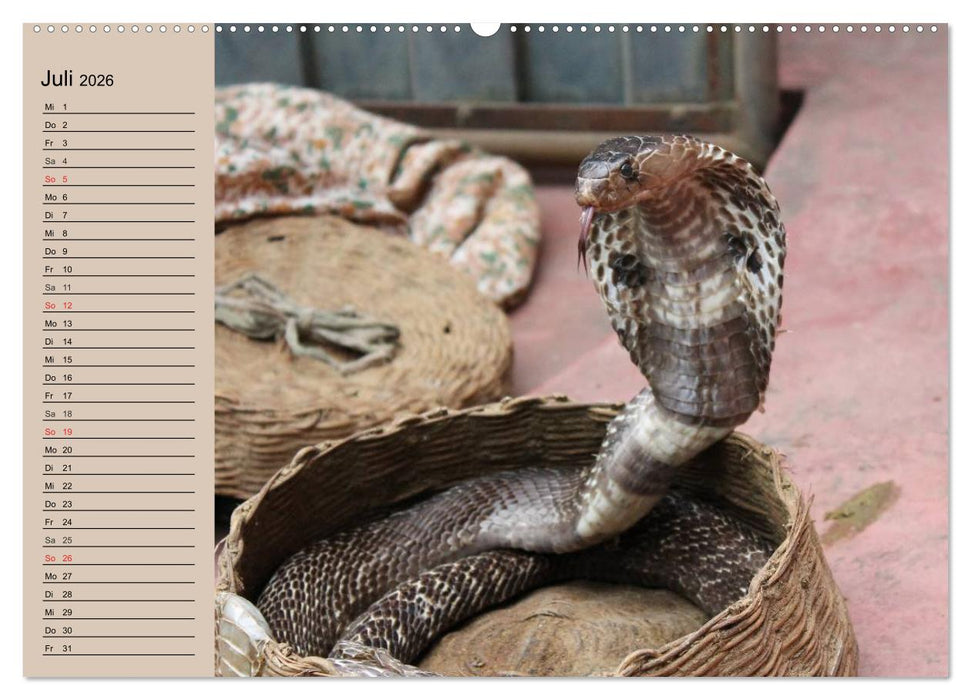 Schlangen (CALVENDO Premium Wandkalender 2026)