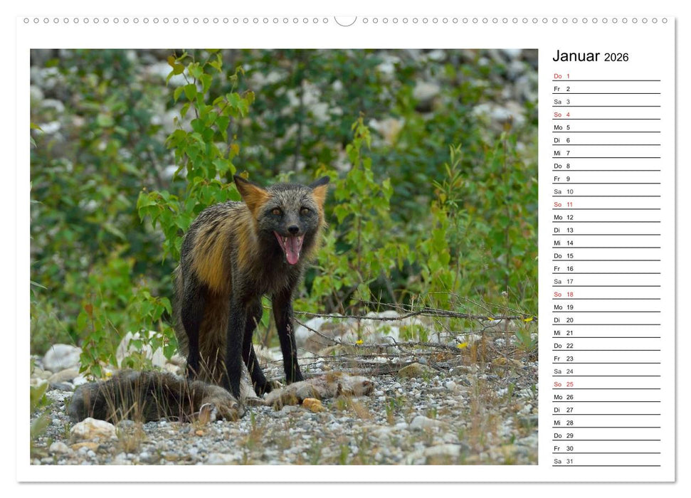 Alaskas Tierwelt - Paradies im Norden (CALVENDO Wandkalender 2026)