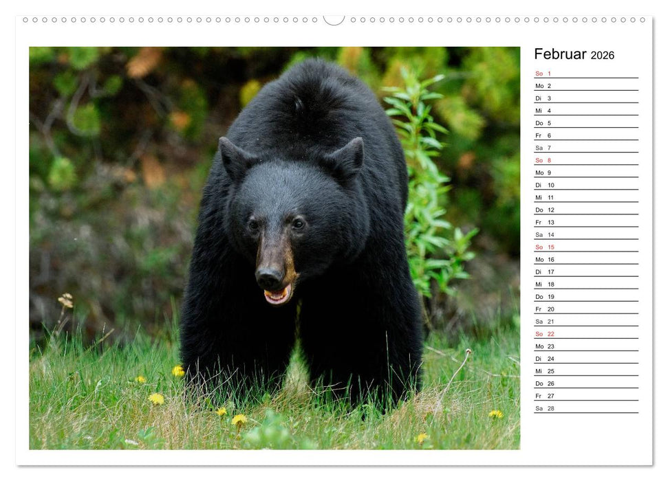 Alaskas Tierwelt - Paradies im Norden (CALVENDO Wandkalender 2026)
