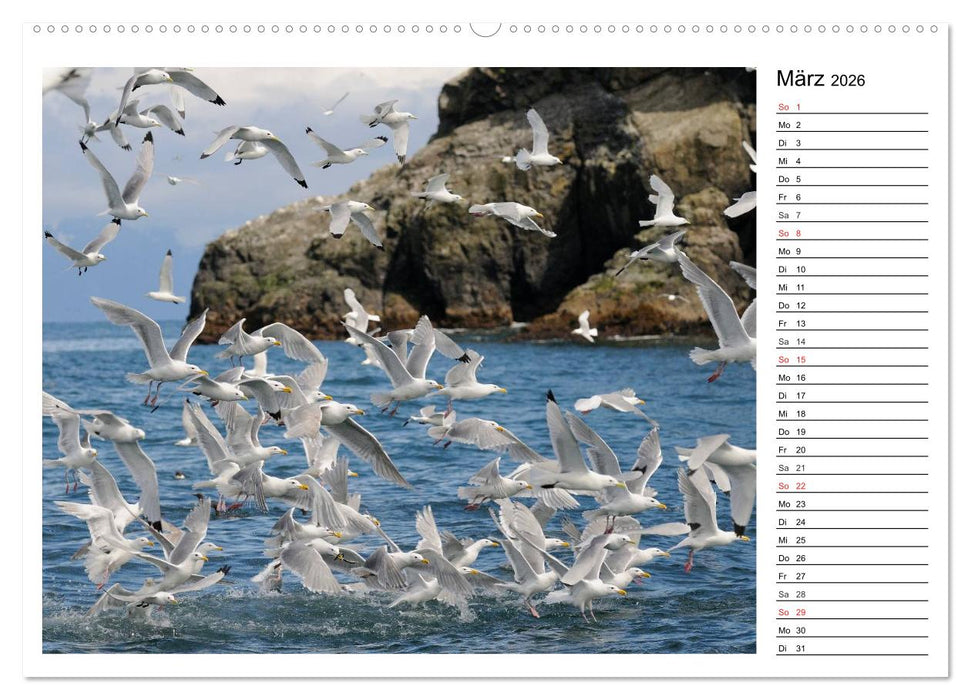 Alaskas Tierwelt - Paradies im Norden (CALVENDO Wandkalender 2026)