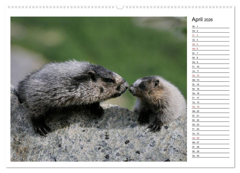 Alaskas Tierwelt - Paradies im Norden (CALVENDO Wandkalender 2026)