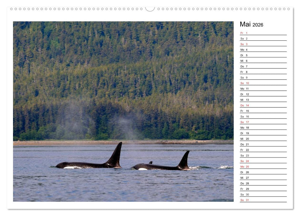 Alaskas Tierwelt - Paradies im Norden (CALVENDO Wandkalender 2026)