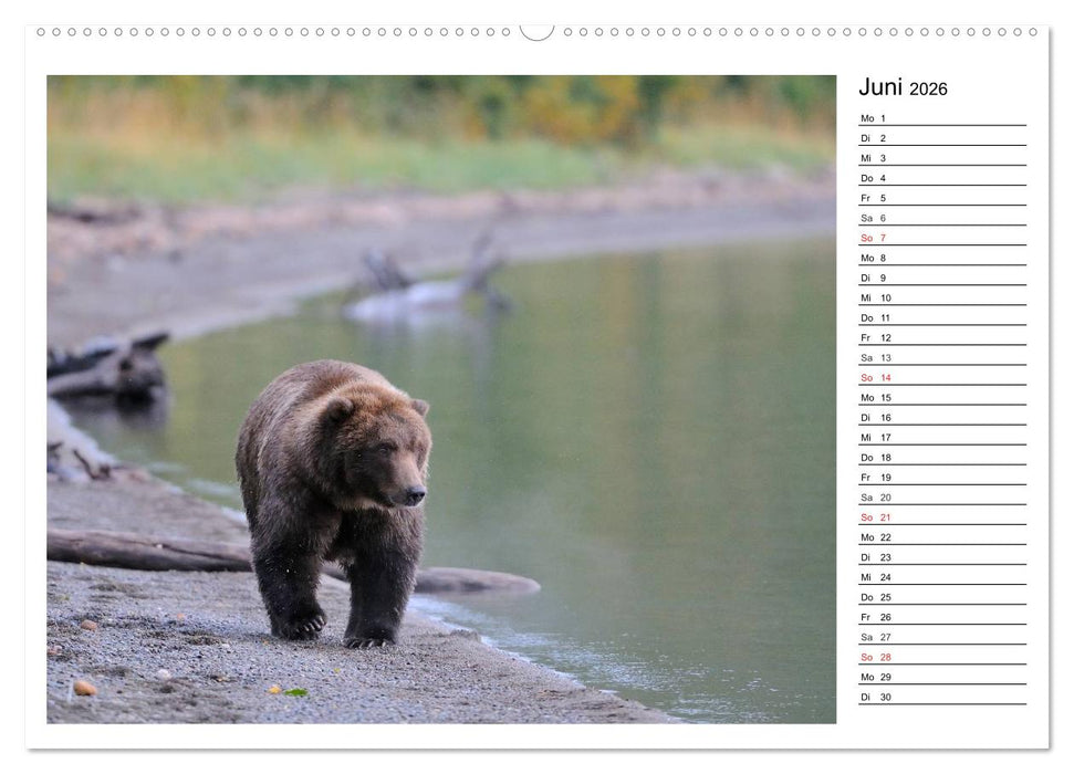 Alaskas Tierwelt - Paradies im Norden (CALVENDO Wandkalender 2026)